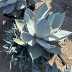 Agáva (Agave parryi) ´PARRYI ´ - výška 30-40 cm,  ⌀ 50-60 cm, kont. C50L (-20°C)